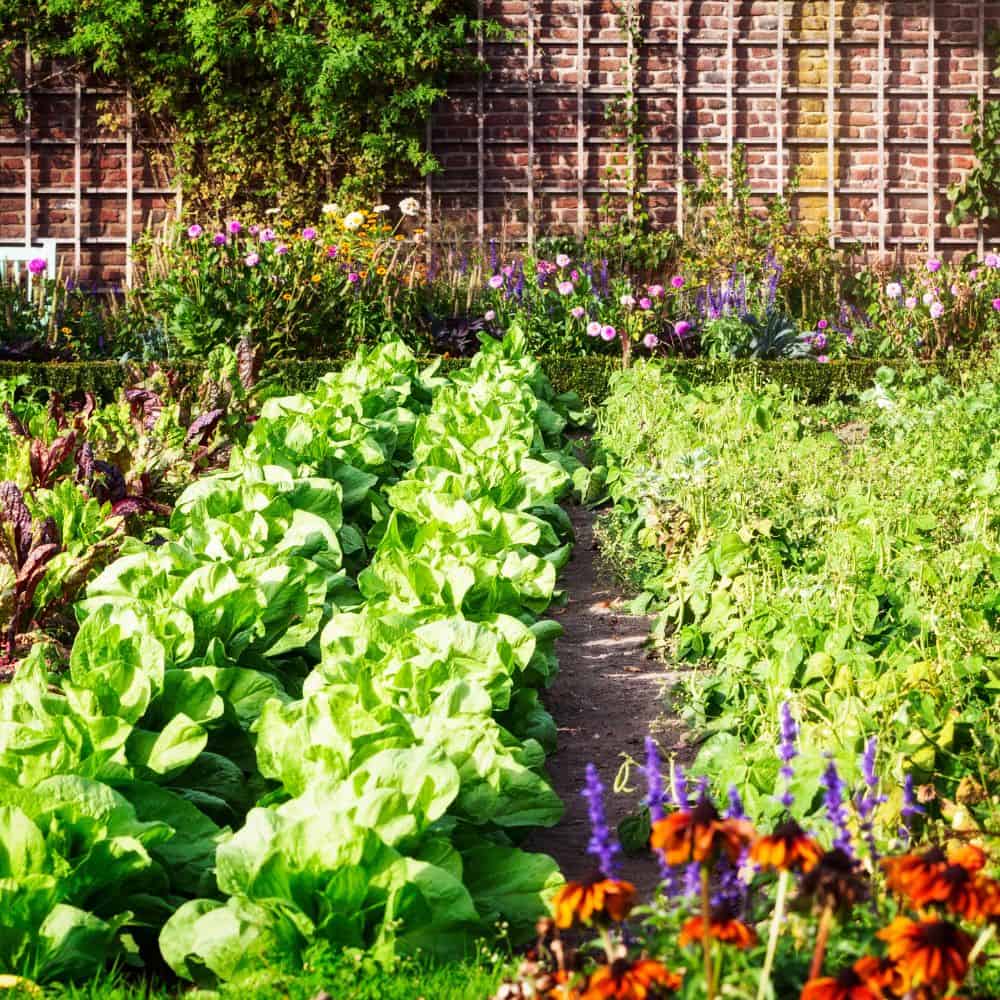 a picture of vegetables growing in a garden